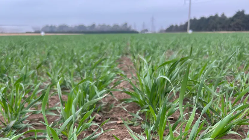 ENSAYOS EN EL CROPMIX: PRIMEROS RESULTADOS