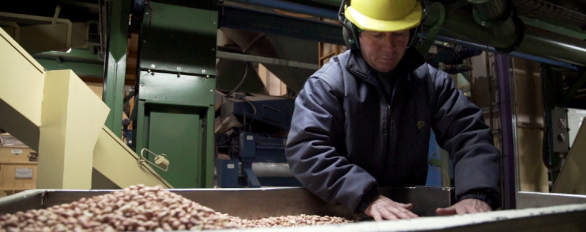 planta mani confiteria